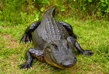 close up of an american alligator along the swamp island drive in the marshes of okefenofee national wildlife refuge near folkston, in southern georgia