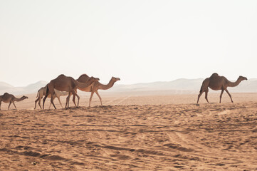 Camels in UAE desert