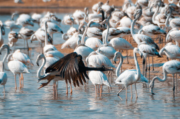Flamingos in the Al Qudra Lakes in the desert of Dubai - UAE	