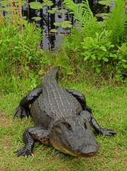 close up of an american alligator next to a pond with lily pads along the swamp island drive in the...
