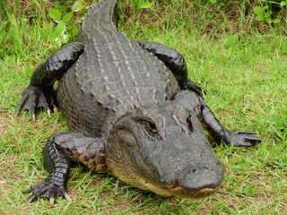 close up of an american alligator along the swamp island drive in the marshes of okefenofee national wildlife refuge near folkston, in southern georgia