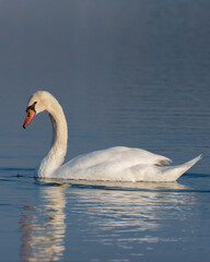 white swan in Al Qudra Lakes in Dubai UAE