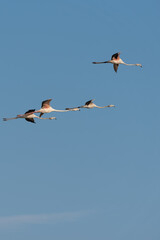 Flamingos in the Al Qudra Lakes in the desert of Dubai - UAE