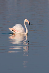 Flamingos in the Al Qudra Lakes in the desert of Dubai - UAE