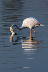Flamingos in the Al Qudra Lakes in the desert of Dubai - UAE