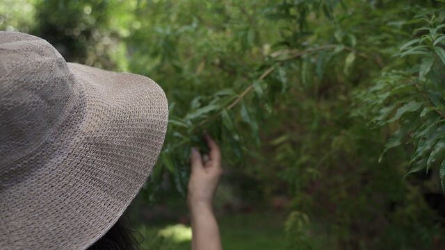 Close up of woman with hat collecting herbs from cedron tree