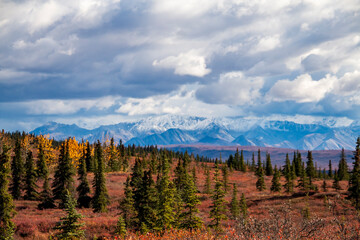 dramatic autumn landscape of snowcapped mountain ranges and peaks inside DEnali National park .