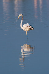 Flamingos in the Al Qudra Lakes in the desert of Dubai - UAE