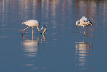 Flamingos in the Al Qudra Lakes in the desert of Dubai - UAE