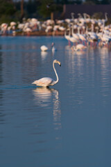 Obraz premium Flamingos in the Al Qudra Lakes in the desert of Dubai - UAE