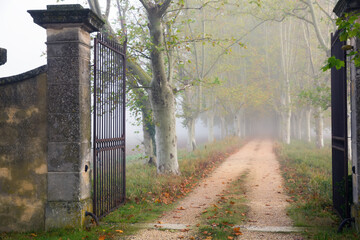 Open iron gate on forest foggy path in autumn day