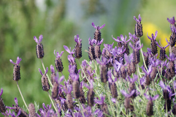 French lavender Purple Flowers Full Bloom
