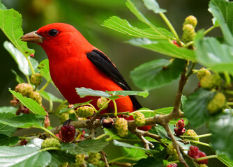 a striking male scarlet tanager perched in a mulberry tree during spring migration at smith oaks sanctuary on high island, near winnie, texas