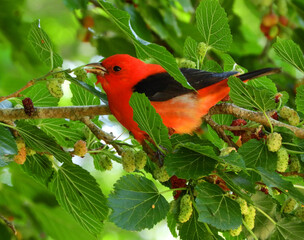 a striking male scarlet tanager perched in a mulberry tree during spring migration at smith oaks sanctuary on high island, near winnie, texas
