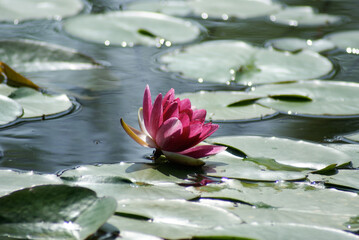 Lotus Pond Flower and Leaves, Reflection