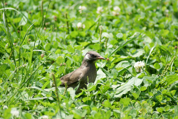 Young White-cheeked Starling at the Green Field