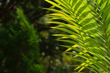 Yellow palm leaves (Dypsis lutescens) selected focus, also known as golden cane palm, areca palm, or butterfly palm, for natural background
