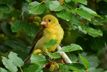 a pretty yellow female scarlet tanager perched in a mulberry tree during spring migration at smith...