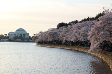 blossoming lake view