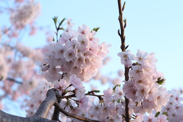 tree blossom