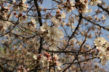 blossom in spring