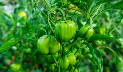Green Bell Peppers are growing in the field as organically