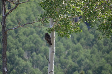 Bird on a branch
