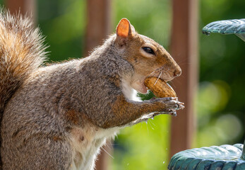 Squirrel finds a peanut in the garden fountain.