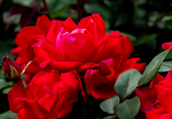 Red Rose blooming in spring