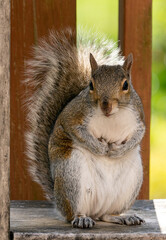 Squirrel finds a peanut in the garden fountain.