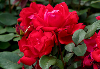 Fototapeta premium Red Rose blooming in spring