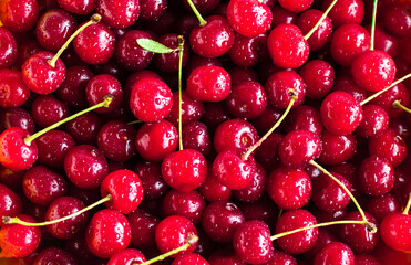 Close up of pile of ripe cherries with stalks and leaves. Large collection of fresh red cherries. Ripe cherries background.