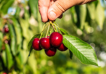 The hand holds ripe fresh cherries. ingathering