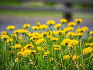 dandelions on the side of the road