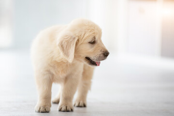 Cute puppy standing on floor in light room