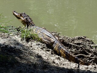 The spectacled caiman (Caiman crocodilus), also known as the white caiman or common caiman, is a crocodilian reptile found in much of Central and South America. Mindu Park, Manaus.