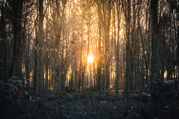Sunlight through the trees