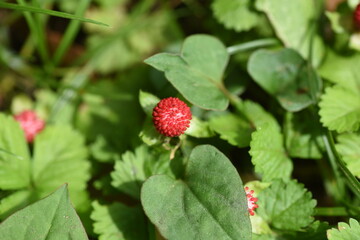 False strawberry (Potentillia hebiichigo). Rosaceae perennial grass.