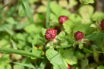 False strawberry (Potentillia hebiichigo). Rosaceae perennial grass.