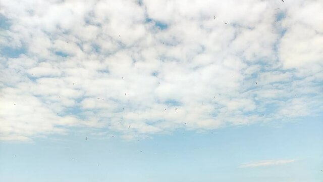 A flock of birds flying high in the sky in slow motion. Blue sky nature background. Summer concept.