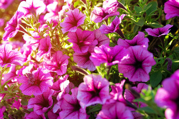 Bright pink petunia flowers for a background