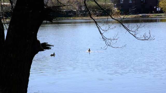 Duck drake splashing in the pond. Sparkling sun glare on the water