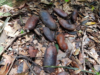 
Seeds of Hymenaea courbaril, Fabaceae family,  the courbaril or West Indian locust, is a tree common in the Caribbean, Central America, and South America. Mindu park, Manaus – Amazon, Brazil.
