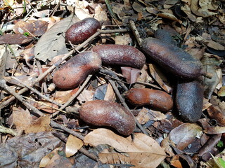 
Seeds of Hymenaea courbaril, Fabaceae family,  the courbaril or West Indian locust, is a tree common in the Caribbean, Central America, and South America. Mindu park, Manaus – Amazon, Brazil.
