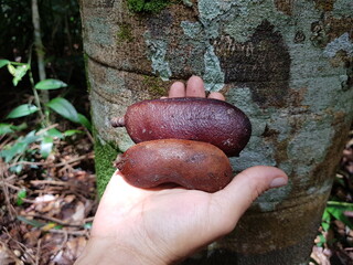 Obraz premium Seeds of Hymenaea courbaril, Fabaceae family, the courbaril or West Indian locust, is a tree common in the Caribbean, Central America, and South America. Mindu park, Manaus – Amazon, Brazil. 