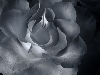 full frame close up of a blue toned monochrome vintage style rose