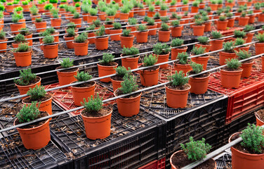 Image of rows of small ornamental shrubs growing in pots in a greenhouse..... - Powered by Adobe