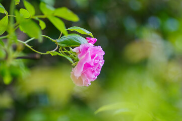 ５月爽やかな風が吹き、庭に咲くピンクの薔薇の花が風になびく。花言葉は「しとやか」「上品」「可愛い人」「美しい少女」「愛の誓い」「感銘」