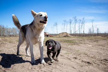 Pet husky dog teaches a little puppy lab the ropes of life.