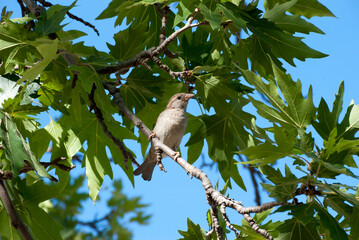 Obraz premium Athens, Greece May 2021: A sparrow at the archaeological site of the Ancient Market of Athens.